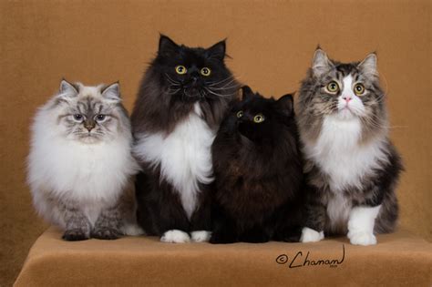 These big cats have a slow maturity and their growth only ends around the age of three. . Siberian cat breeder nevada